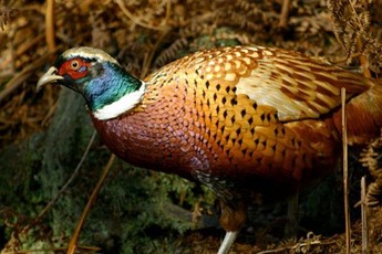 Pheasant