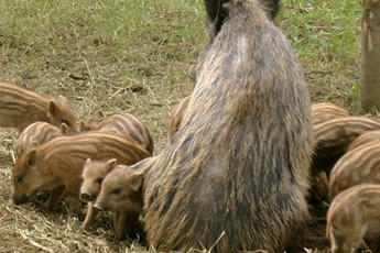 Wild Boar piglets