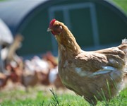 Chickens and house