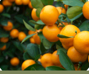 Citrus fruits