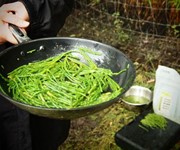 samphire